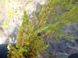 Plancia ëd Erica muscosa (Aiton) E. G. H. Oliver