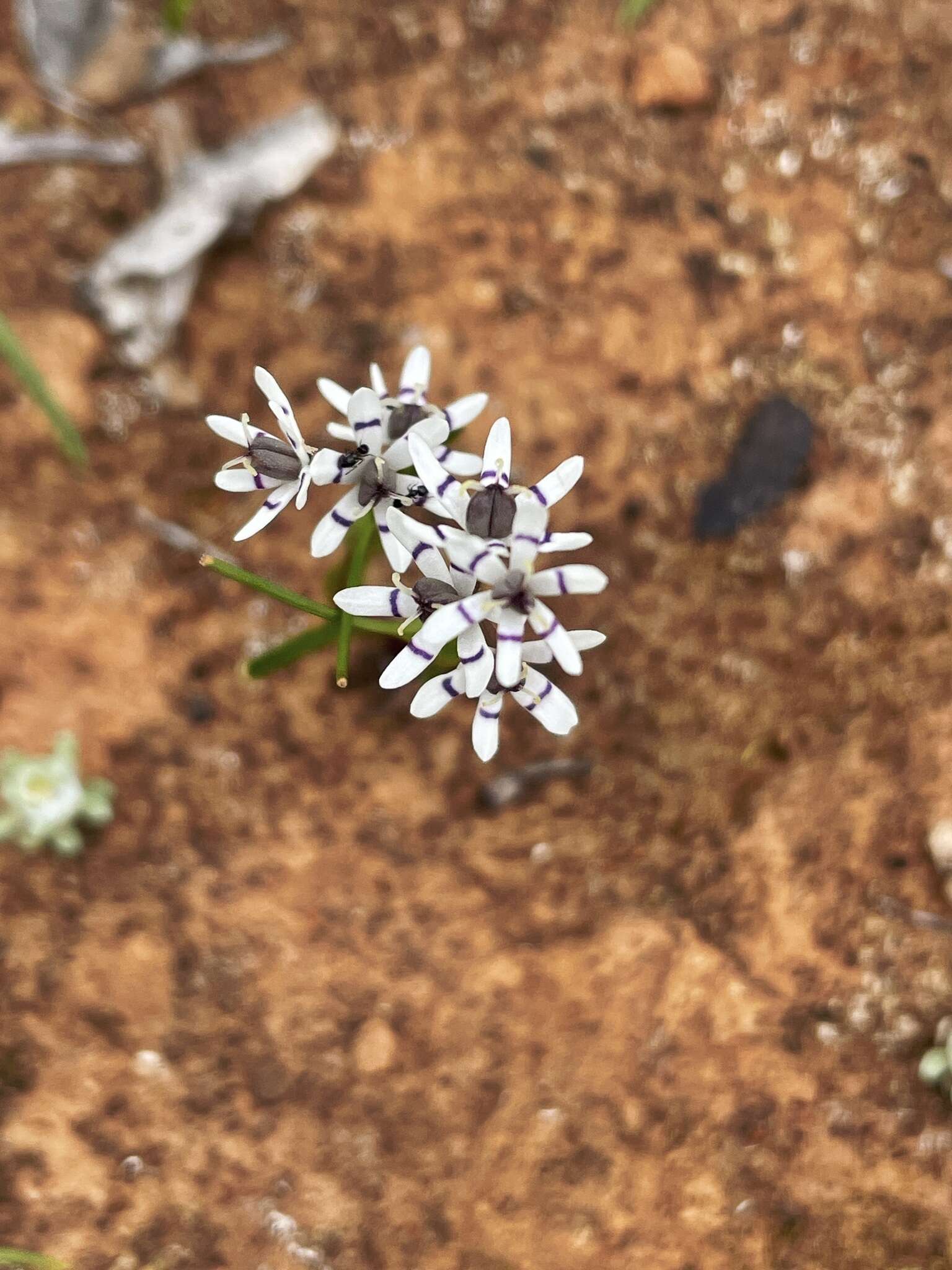 Sivun Wurmbea dioica subsp. dioica kuva