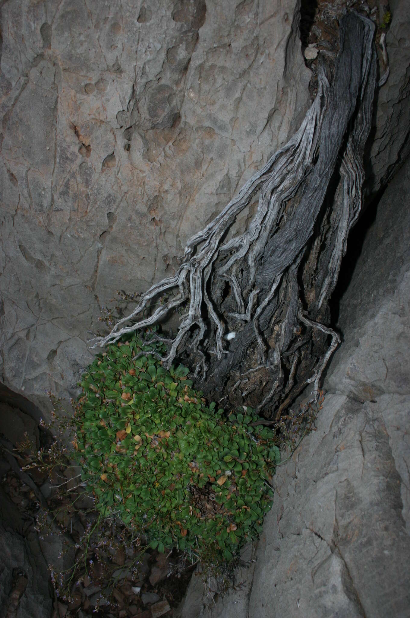 Image of Limonium zembrae S. Pignatti