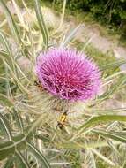 Image of woolly thistle