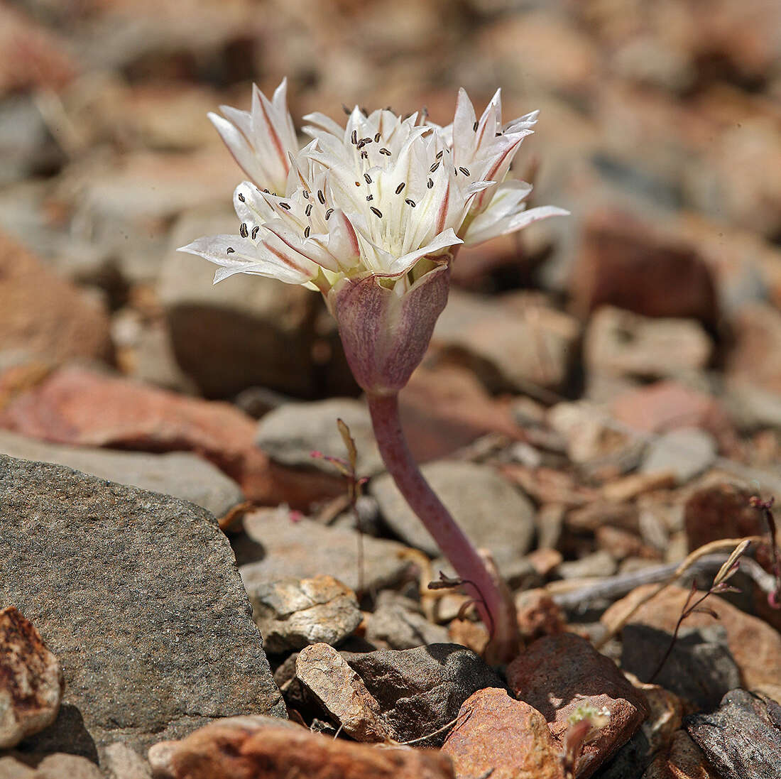 Image of darkred onion