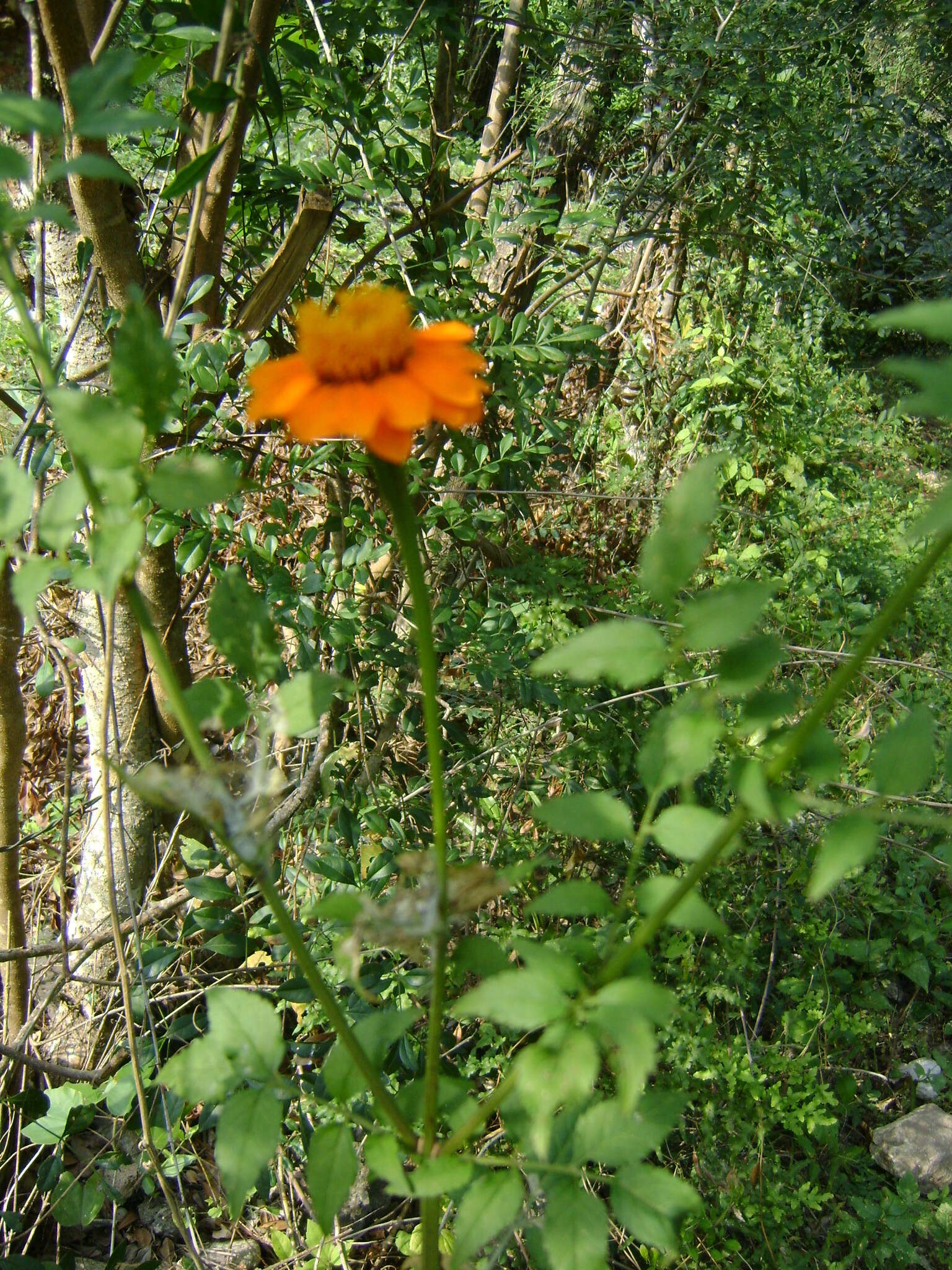 Image of Adenophyllum aurantium (L.) J. L. Strother