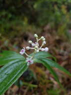 Image de Maianthemum paniculatum (M. Martens & Galeotti) La Frankie