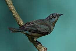 Image of Black-legged Dacnis