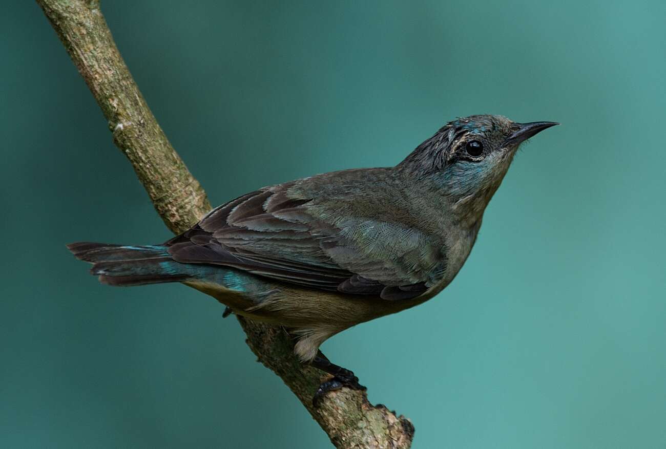 Image of Black-legged Dacnis