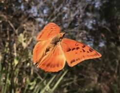 Image of <i>Charaxes macclounii</i>