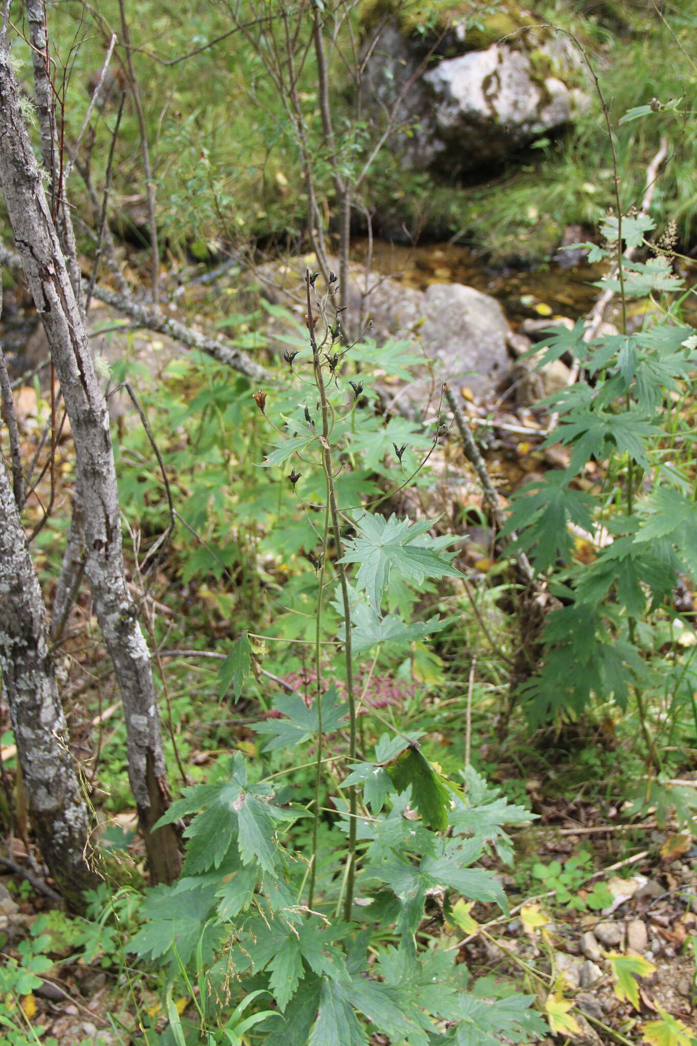 Aconitum septentrionale subsp. rubicundum (Fisch.) V. N. Voroschilov resmi