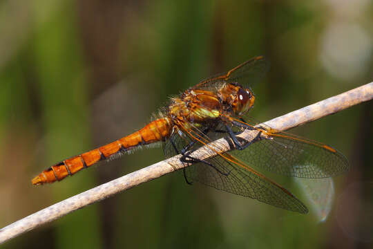 Слика од Sympetrum villosum Ris 1911