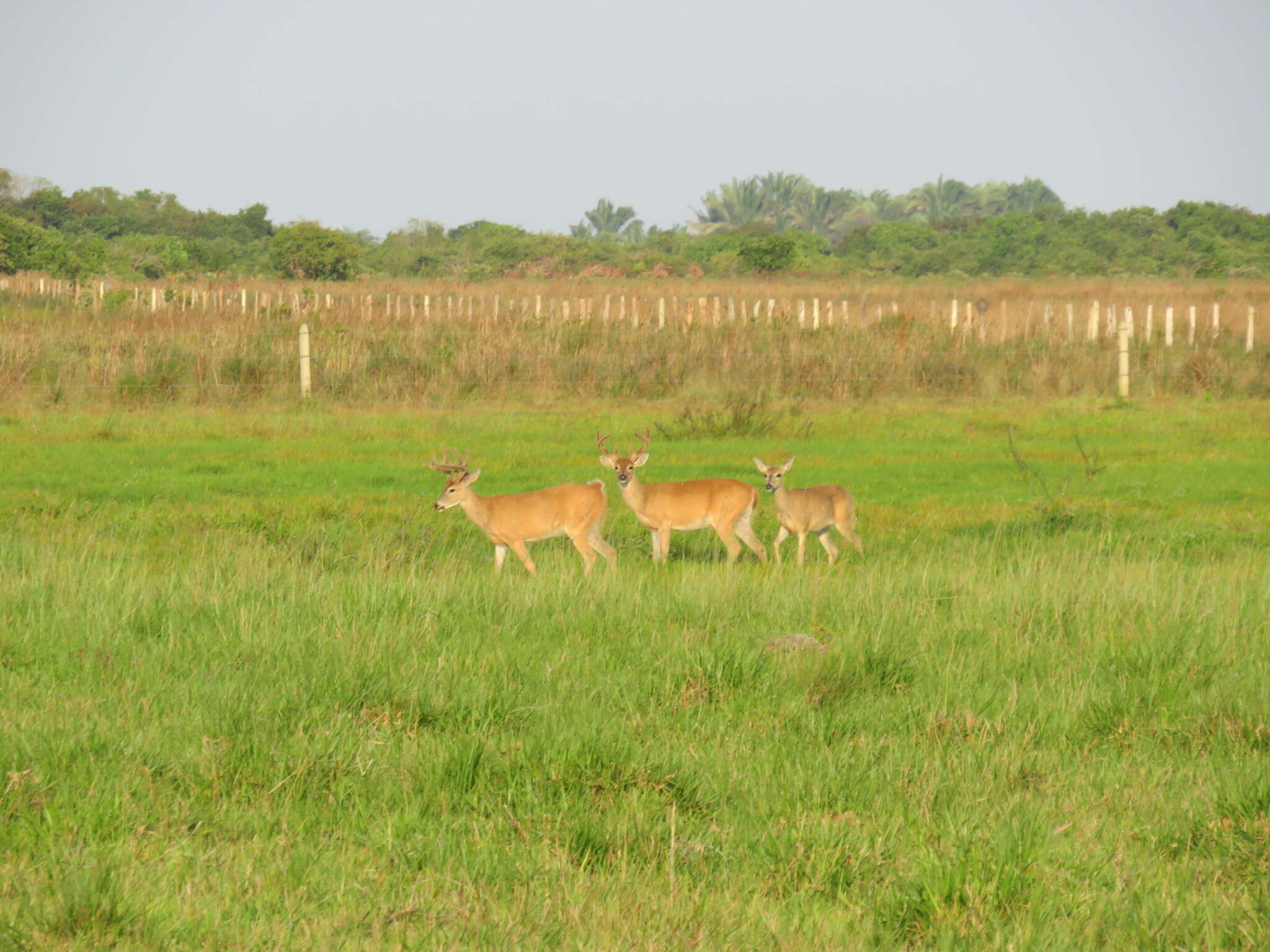 Image of Odocoileus virginianus cariacou (Boddaert 1784)