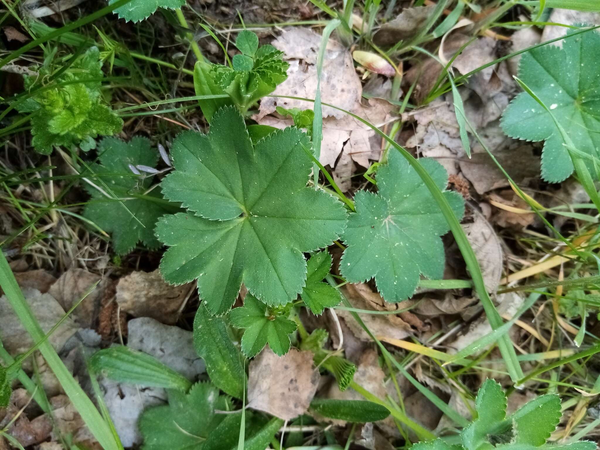 Image of Alchemilla vulgaris L.