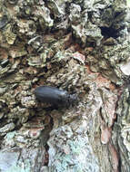 Image of Cedar Beetle