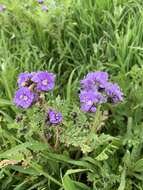 Phacelia ciliata Benth.的圖片