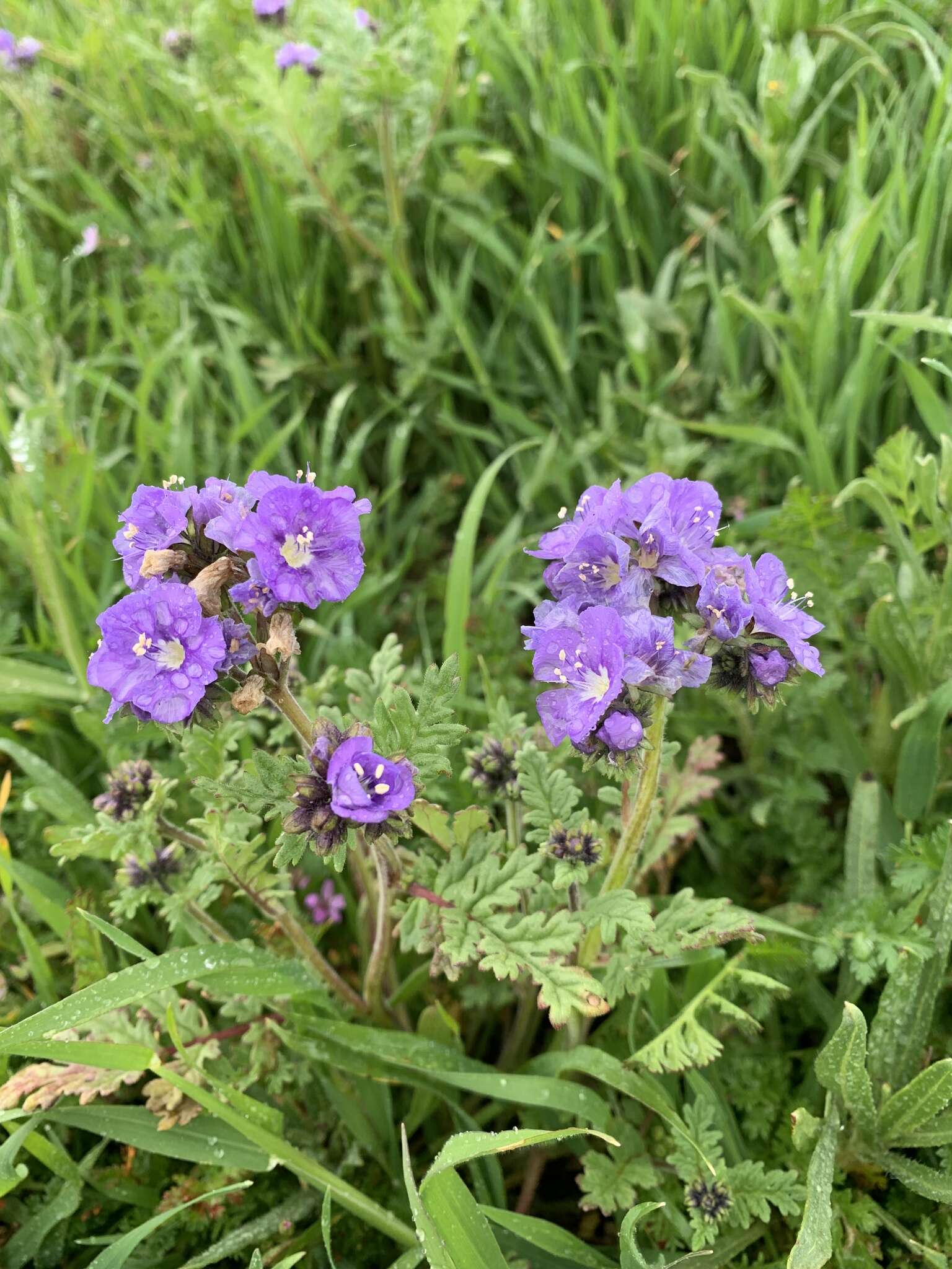 Phacelia ciliata Benth.的圖片