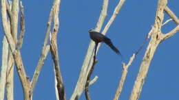 Image of Plumbeous Kite