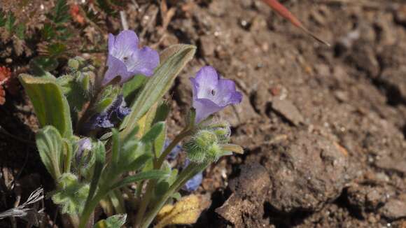 Image of Washoe phacelia