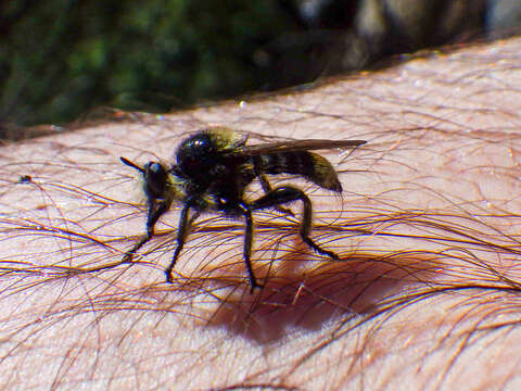 صورة Laphria columbica Walker 1866