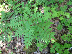 Image of American mountain ash