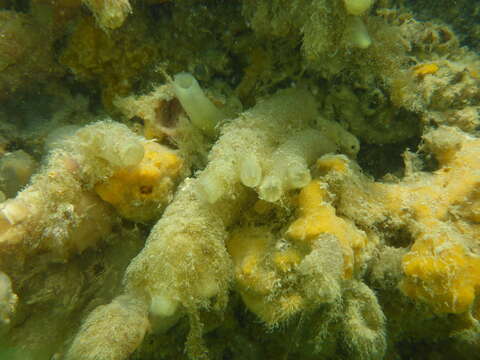 Image of Tunicate