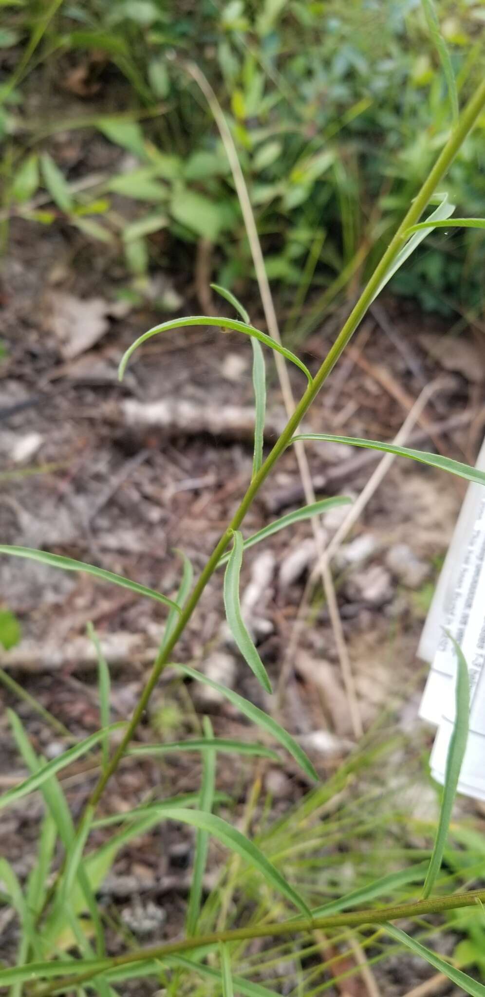 Image of Virginia Goldenrod