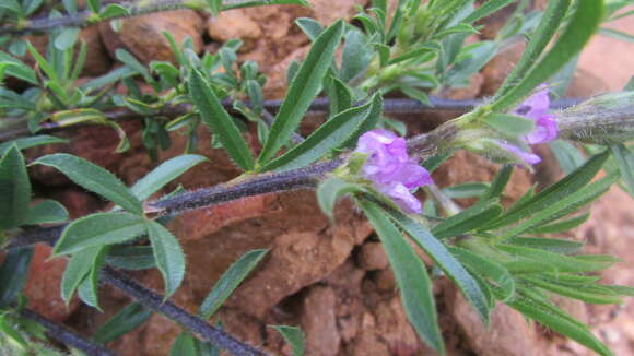 Plancia ëd Otholobium bolusii (H. M. L. Forbes) C. H. Stirt.