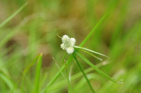 Image de Cyperus sesquiflorus subsp. sesquiflorus