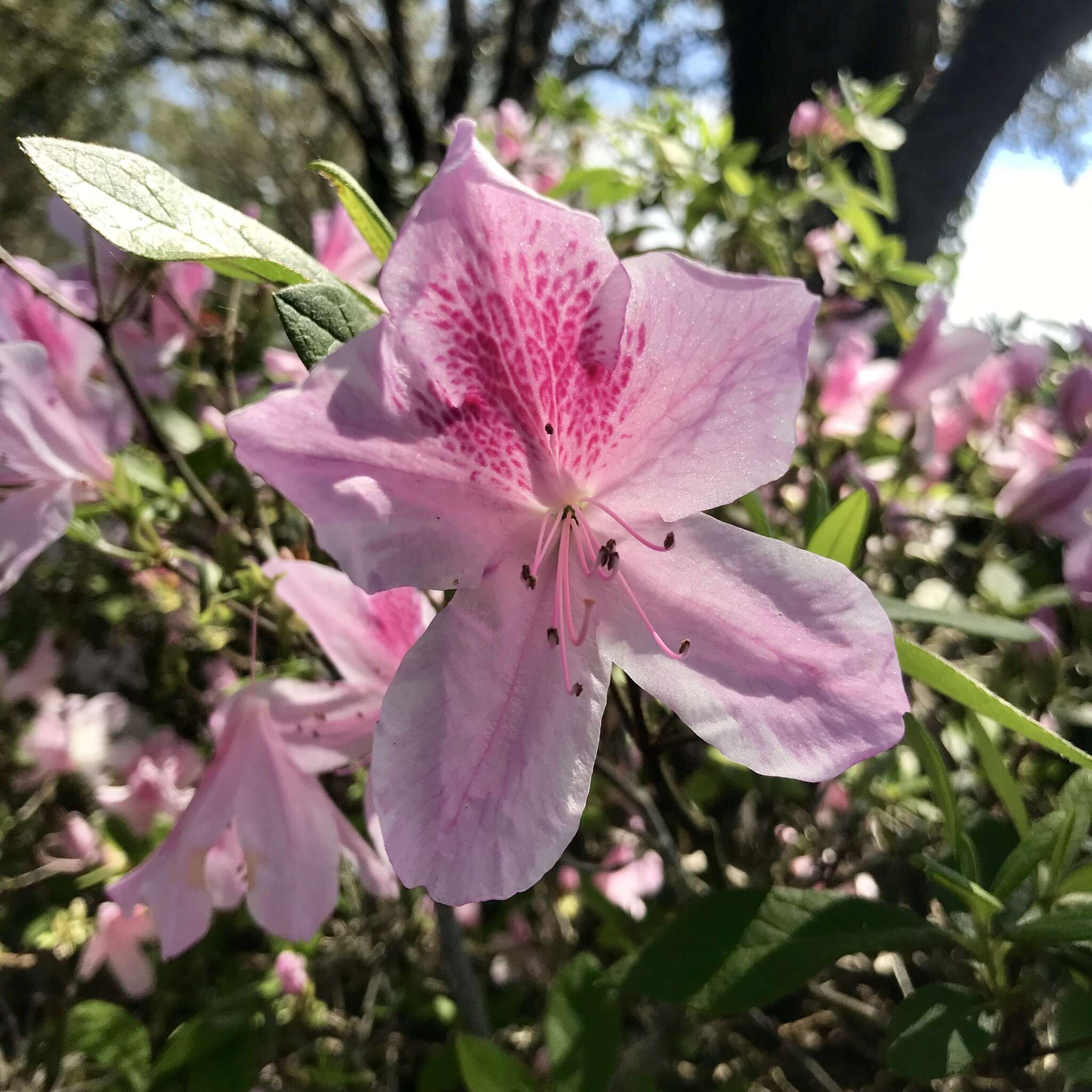 Image de Rhododendron indicum (L.) Sweet
