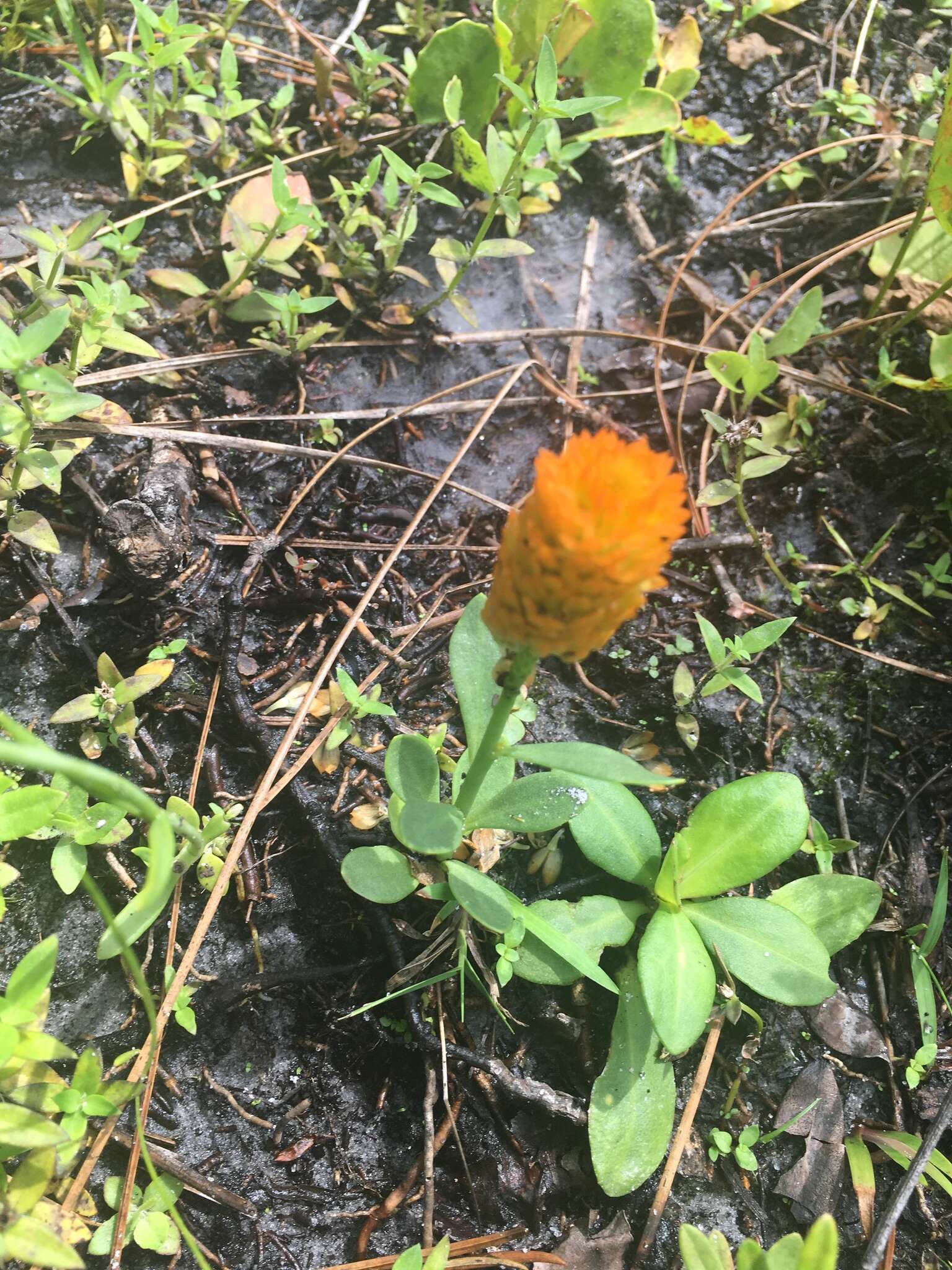 Sivun Polygala lutea L. kuva