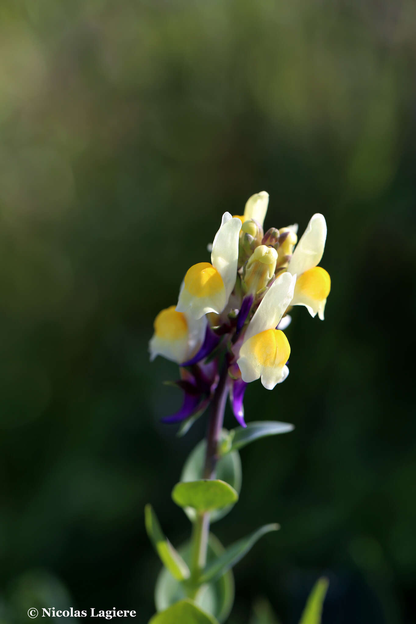 Image de Linaria triphylla (L.) Mill.