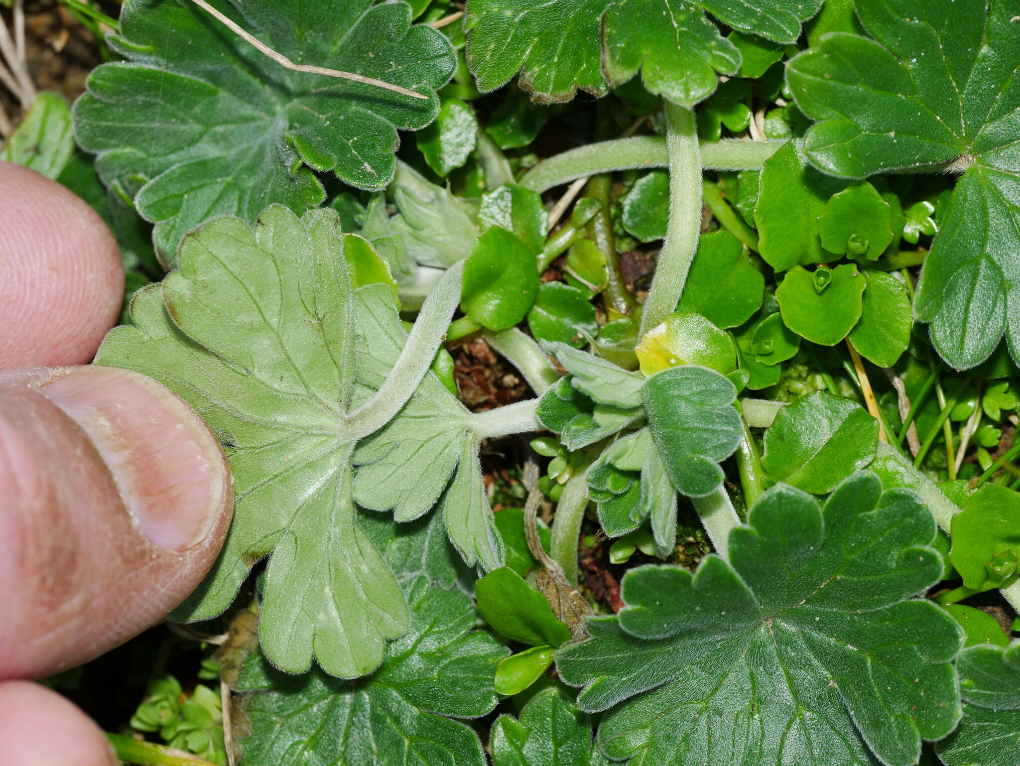 Sivun Geranium traversii Hook. fil. kuva