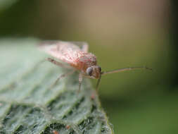 Psallus haematodes (Gmelin 1790) resmi