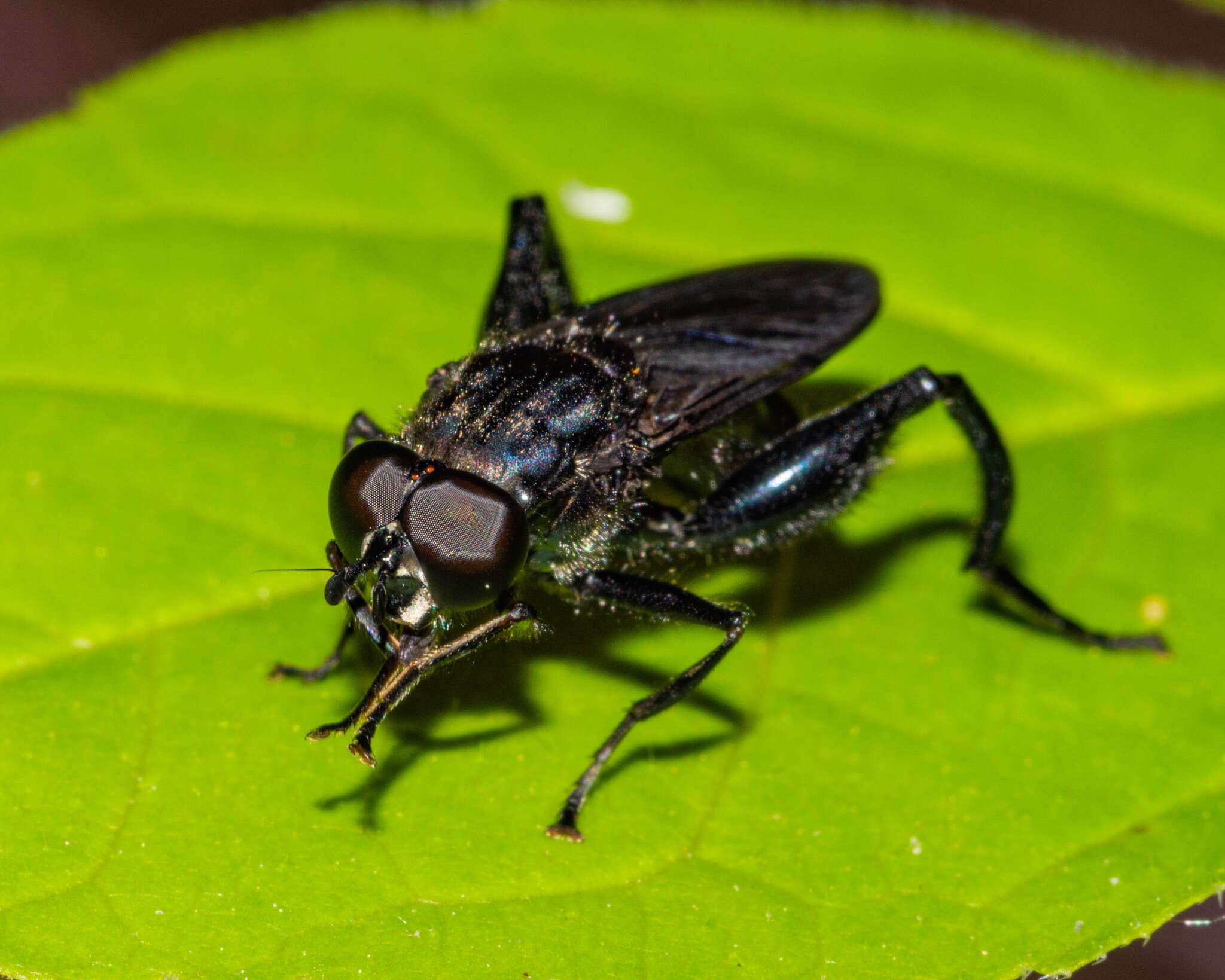 Image of Chalcosyrphus chalybeus (Wiedemann 1830)