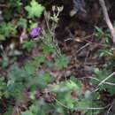 Image of Geranium campanulatum Paray