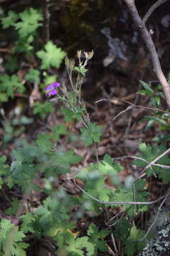 Imagem de Geranium campanulatum Paray