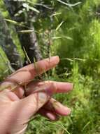 Image of Geyer's oniongrass