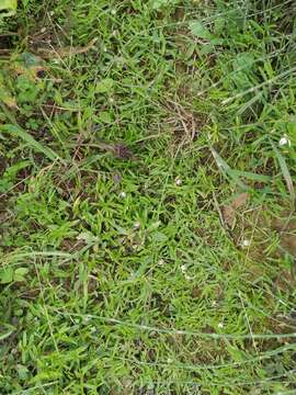 Imagem de Lobelia chinensis Lour.