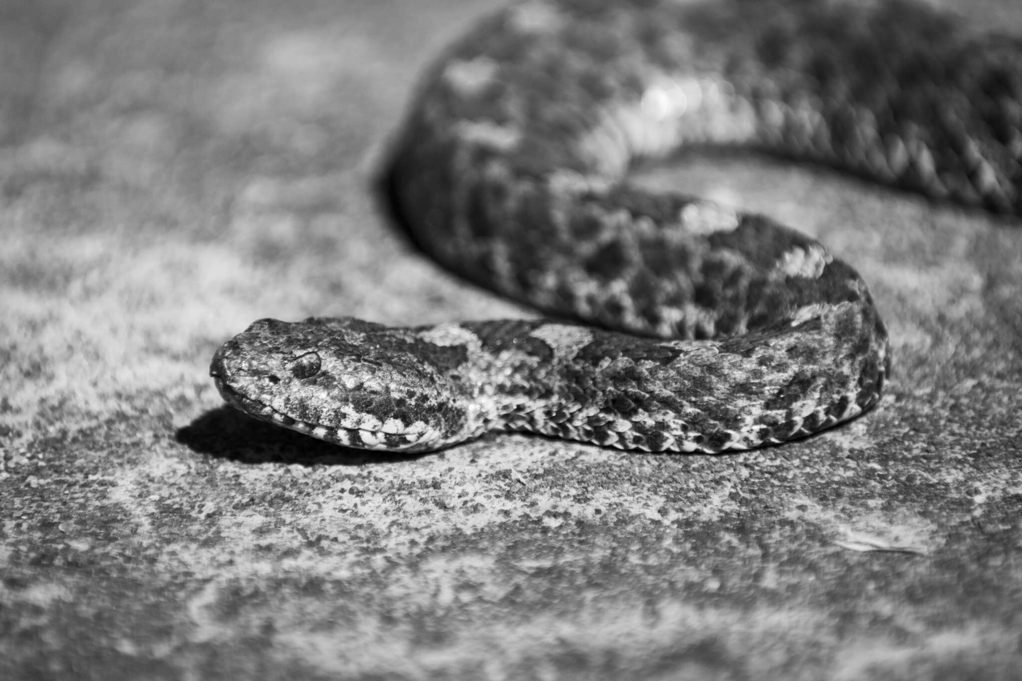 Image of Querétaro dusky rattlesnake