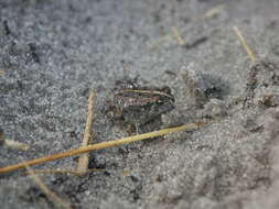 Image of Oak Toad