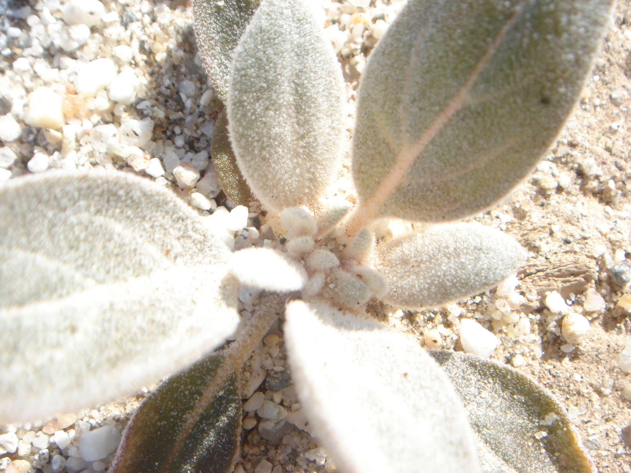 Imagem de Tidestromia suffruticosa var. oblongifolia (S. Wats.) Sánchez del Pino & Flores Olvera