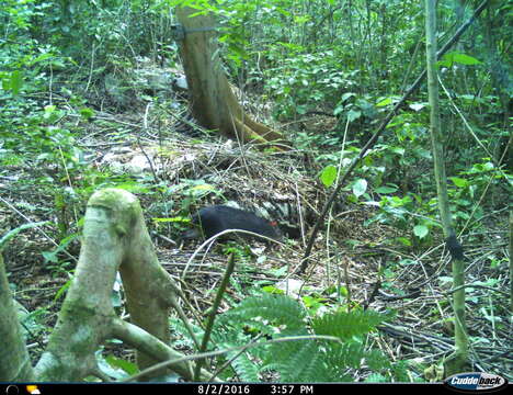 Image of Mexican Agouti