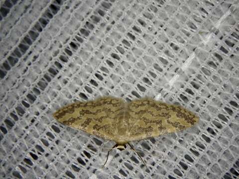 Image of Idaea auricruda Butler 1879