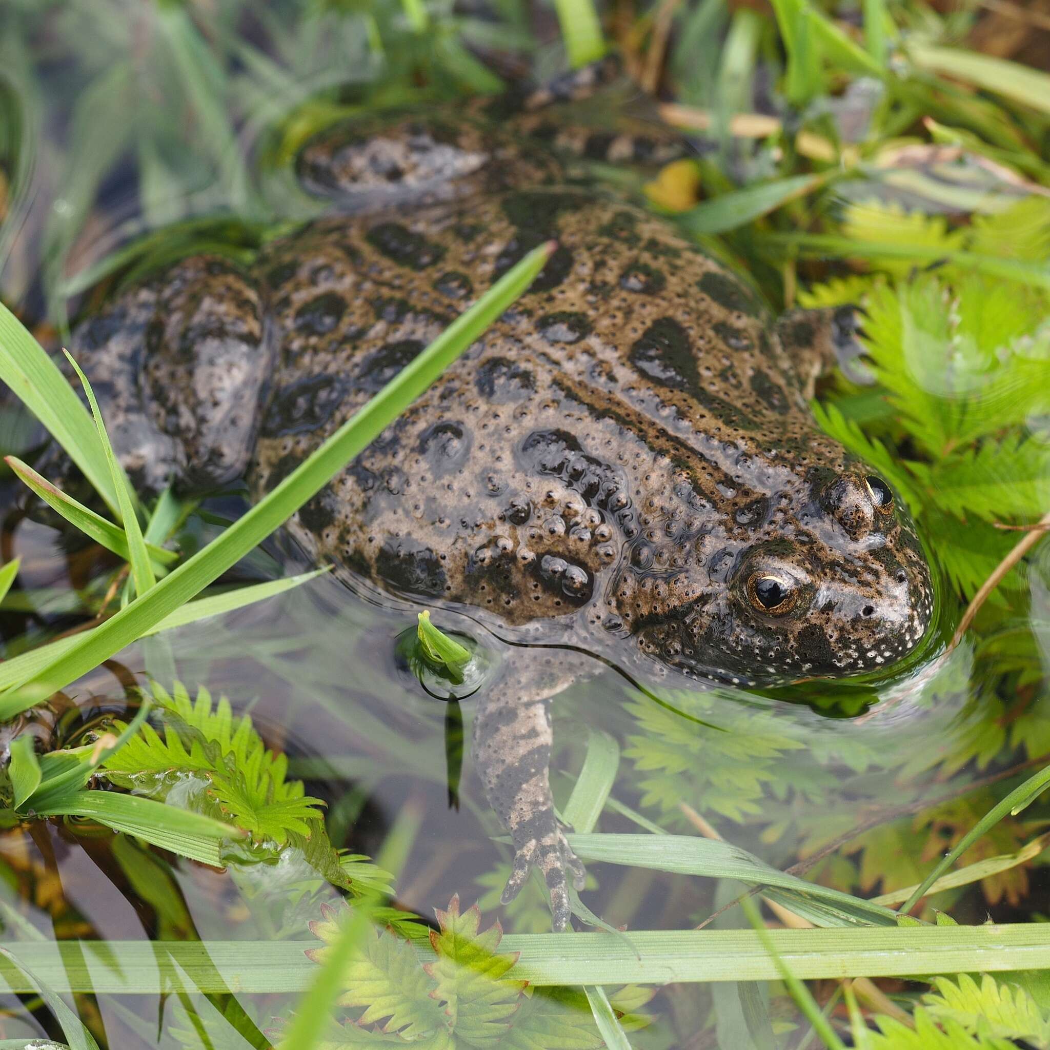 Image of Fire-bellied Toad