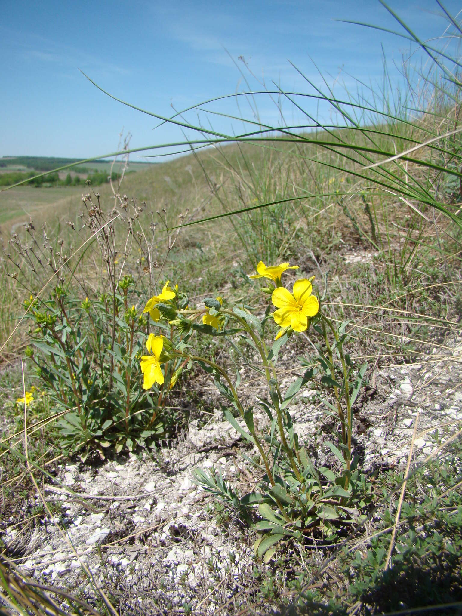 Imagem de Linum ucranicum Czern. ex Gruner