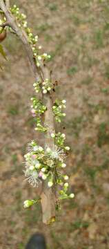 صورة Plinia trunciflora (O. Berg) Kausel