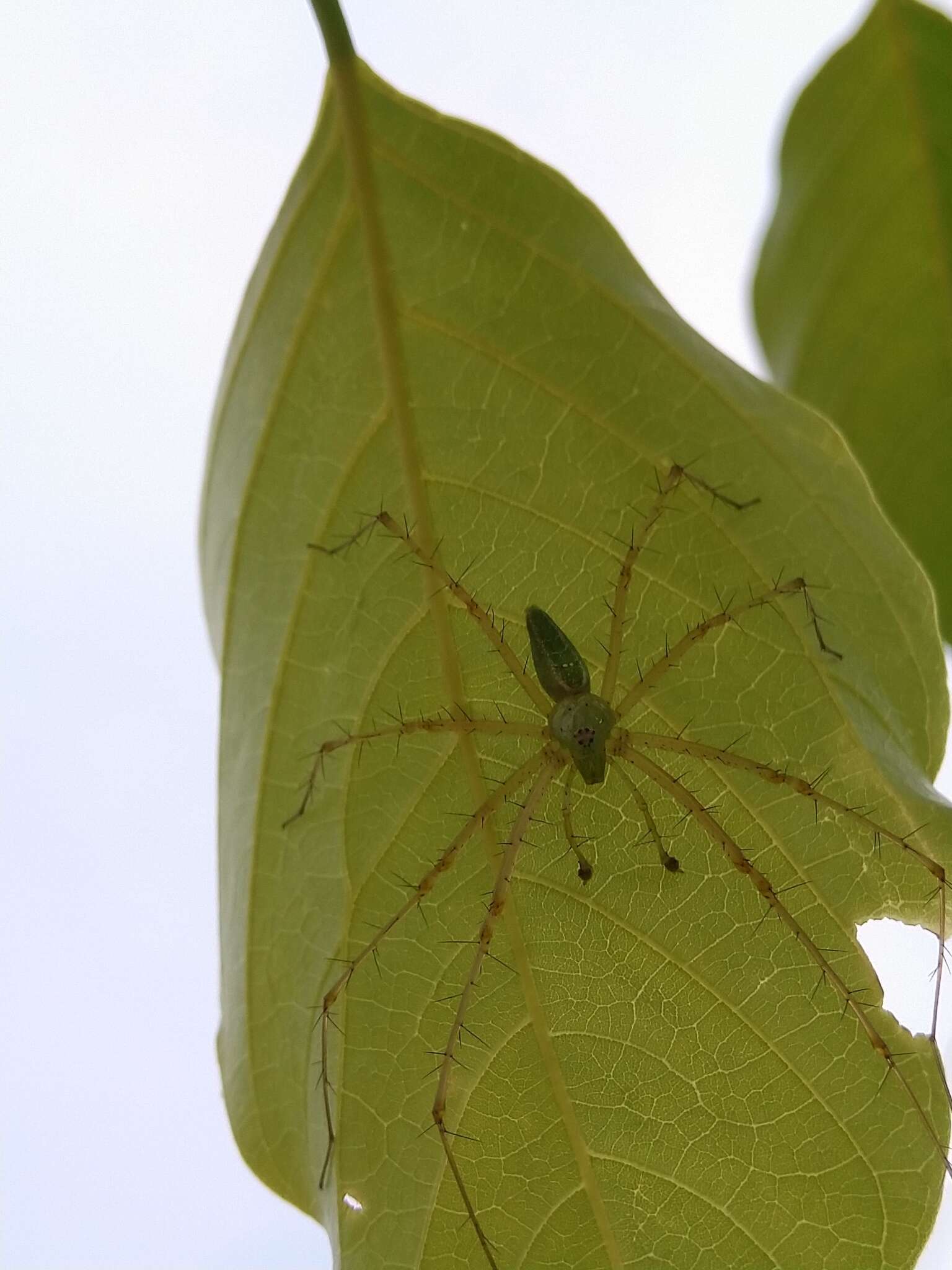 Image of Peucetia viridana (Stoliczka 1869)