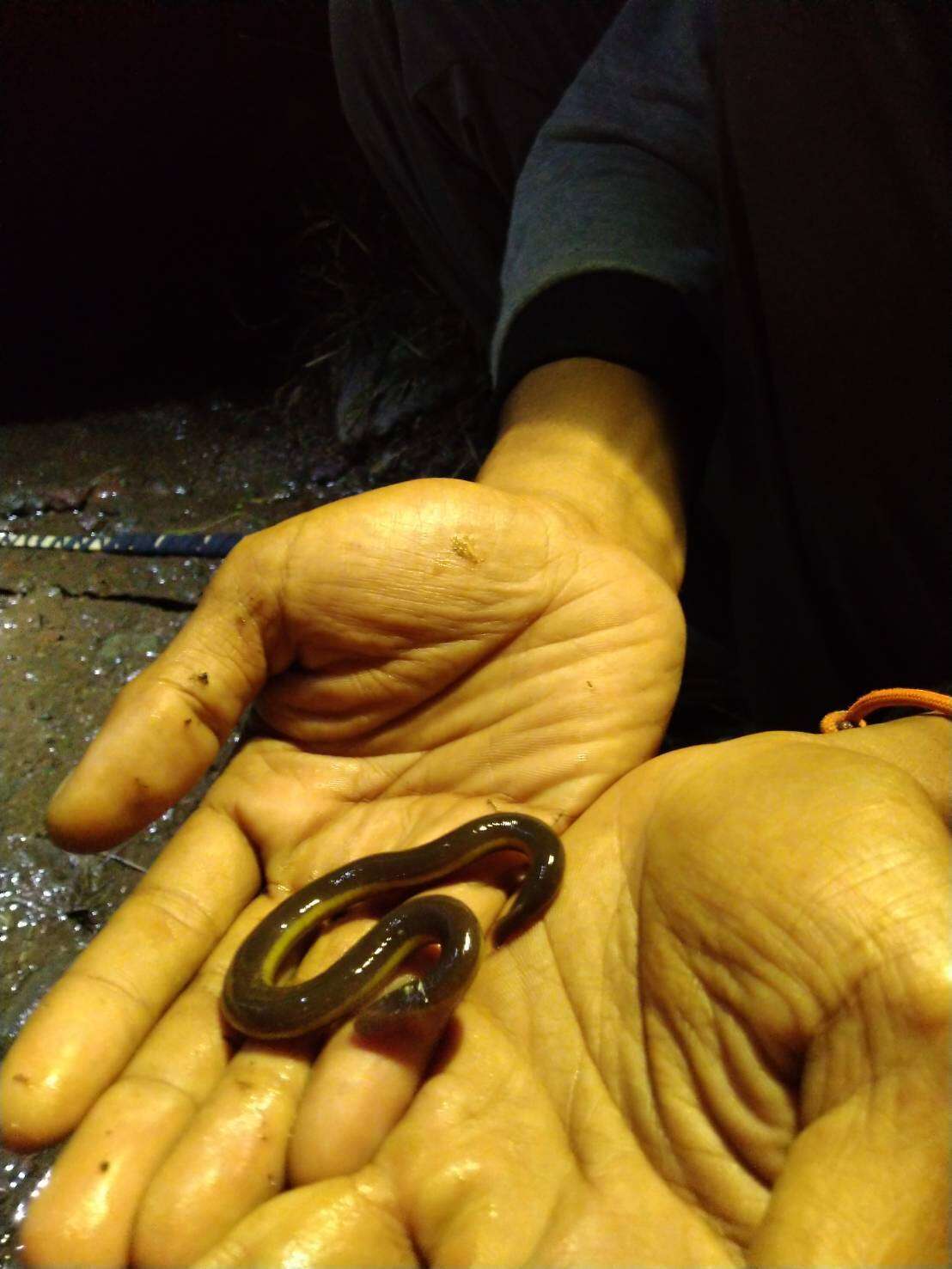 Image of Javan Caecilian