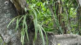 Image of Encyclia alata subsp. parviflora (Regel) Dressler & G. E. Pollard