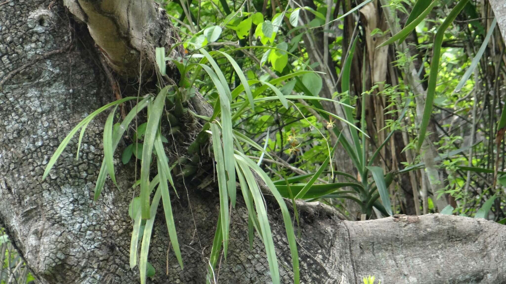 Image of Encyclia alata subsp. parviflora (Regel) Dressler & G. E. Pollard