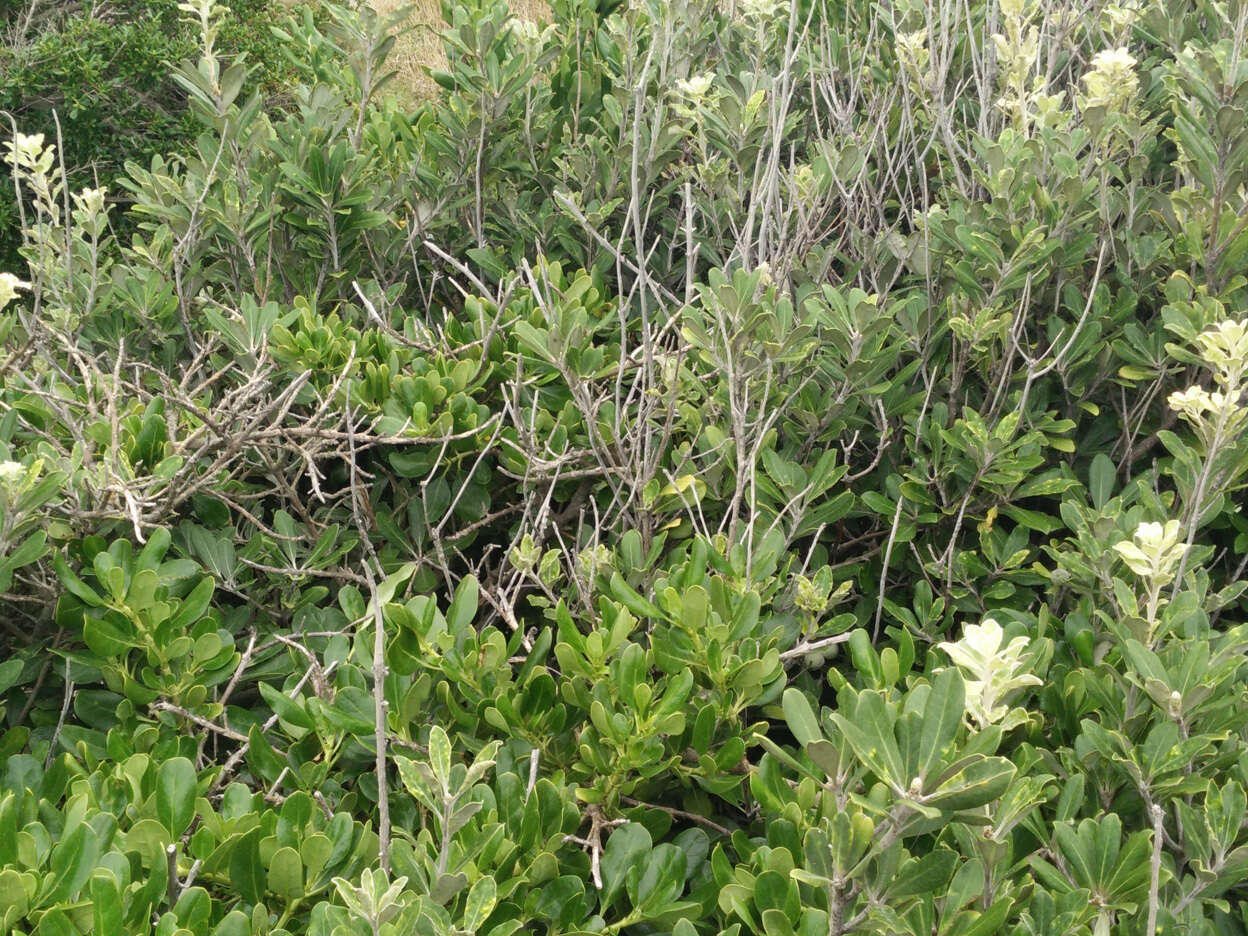 Image de Pittosporum crassifolium Banks & Sol. ex A. Cunningham