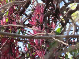 Image of Tapinanthus rubromarginatus (Eng I.) Danser