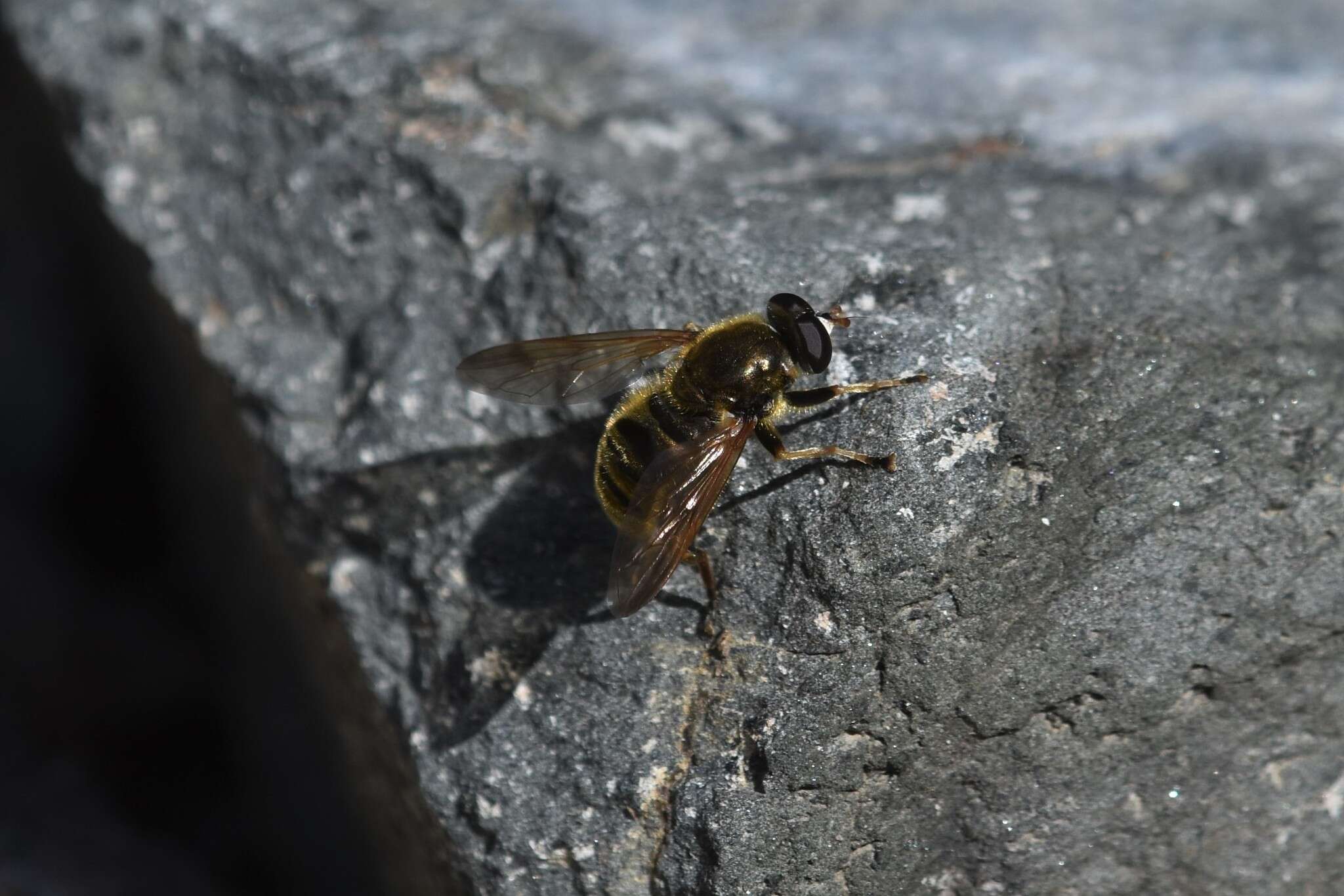 Image of Hadromyia crawfordi (Shannon 1916)